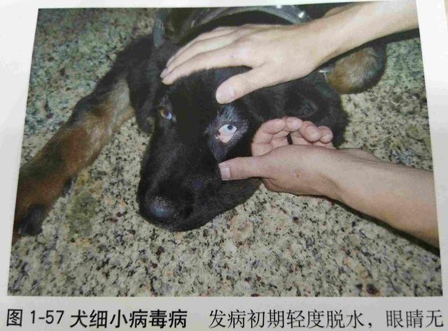 宠物狗犬细小(cpv)的诊断与治疗