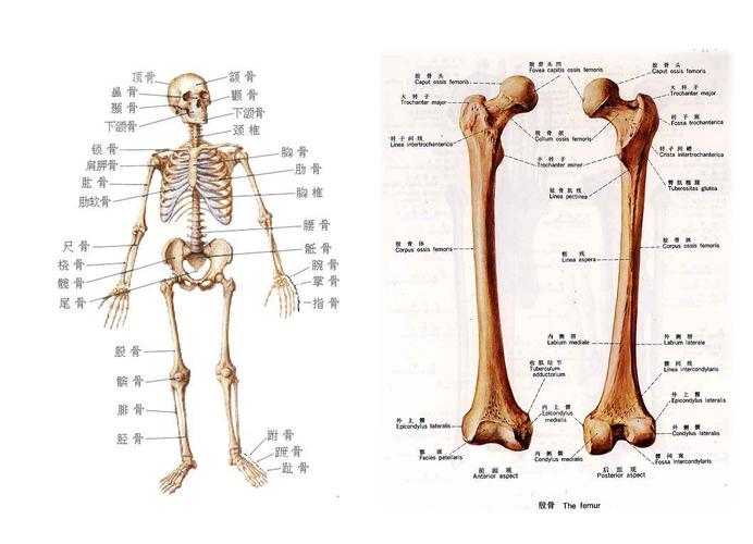 肱骨干骨折的很痛苦 手术治疗有方法