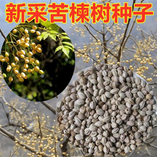 新采苦楝树种子 苦楝种子 楝树紫花树种子楝枣种子苦楝子种籽包邮