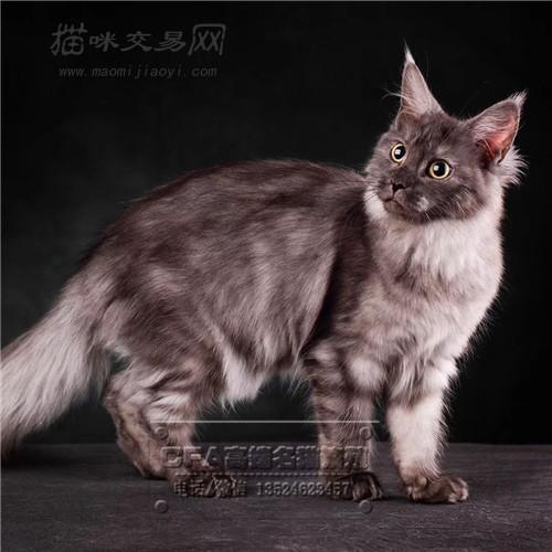缅因猫活体纯种幼猫猫咪活体库恩猫活体大型猫巨型cfa认证猫舍