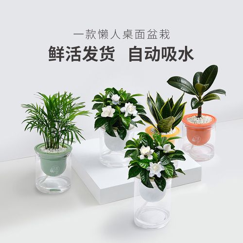 袖珍椰子办公室绿植室内桌面小盆栽迷你防辐射绿萝植物好养栀子花