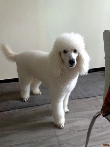 它们之间的区别贵妇犬贵妇狗贵宾犬贵妇狗图片大全贵妇犬图片标准贵妇