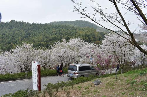 绿野山庄逃票看樱花