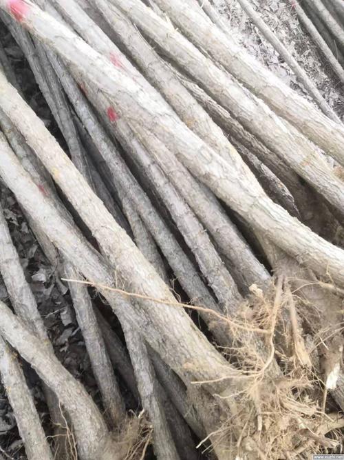 中国最大杨树苗基地批发在哪里