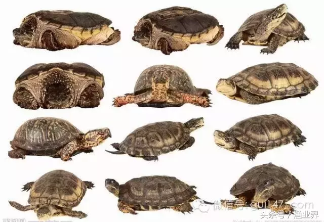 乌龟图片大全大图(宠物龟品种及图片大全)