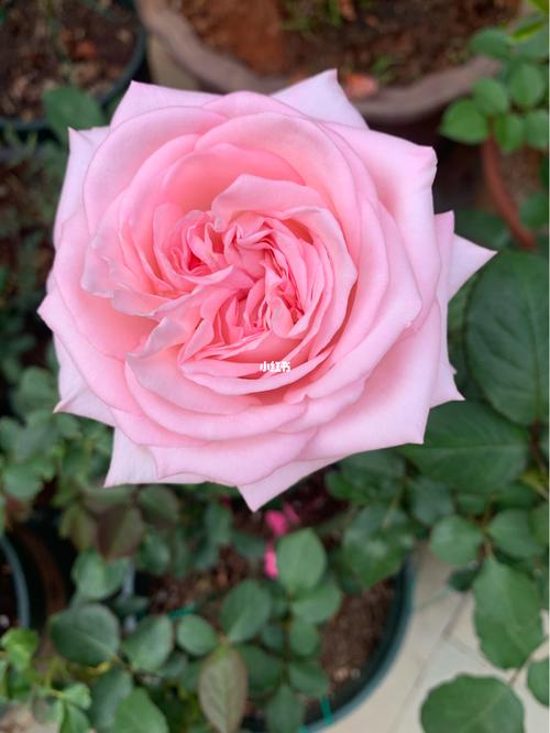 粉荔枝初花记录,温温柔柔,花朵硕大 @月季_月季_家居家装_家居装饰