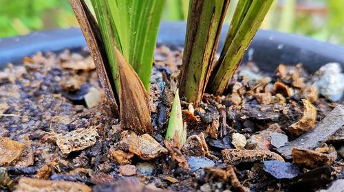 兰花长了太多的花芽,千万不要乱处理