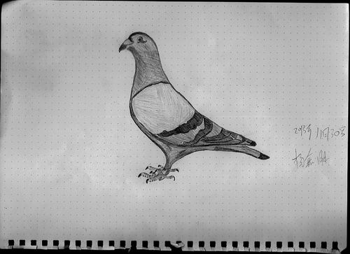 鸽子素描
