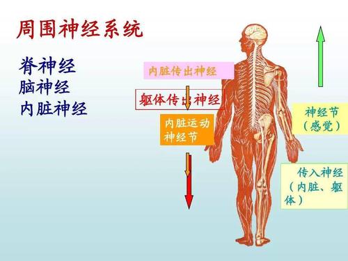 周围神经系统——脊神经