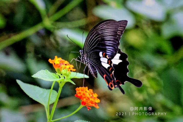 周末一起去公园追蝴蝶吧