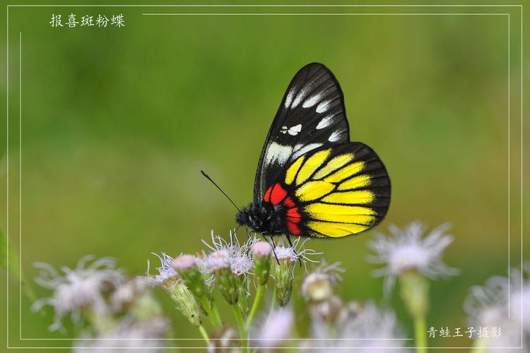 蝶蝶不休(凤蝶,粉蝶篇)