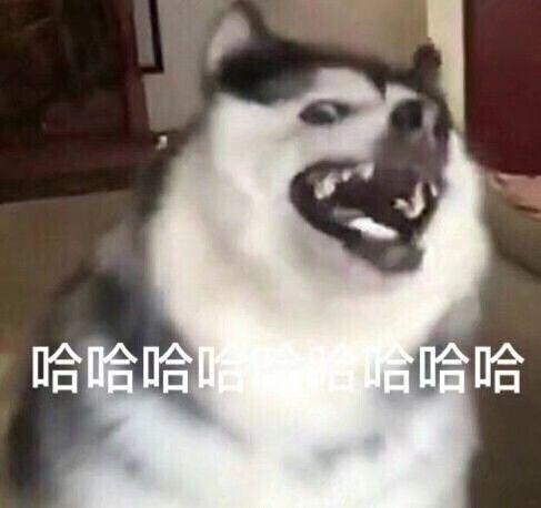 qq里一天就只知道哈哈哈哈哈哈的人有什么表情包可以让他们住嘴