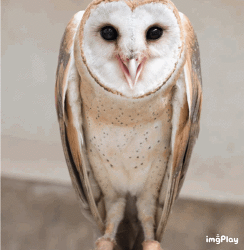 新加坡惊现人脸猫头鹰这些恐怖小动物你碰到过吗