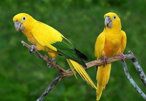 金色锥尾鹦鹉,看了这种鹦鹉以后你还会喜欢黄鹂吗