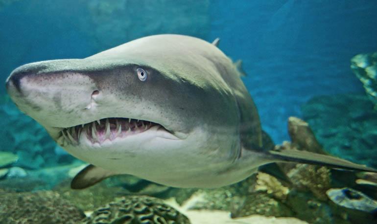 锥齿鲨_沙锥齿鲨