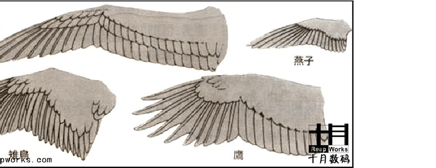 所有分类 it/计算机 鸟类骨骼绑定  可以看见一些常见的鸟类翅膀,虽然