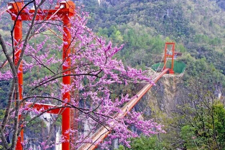 九路寨景区|满园春色关不住,游客乐在花丛中