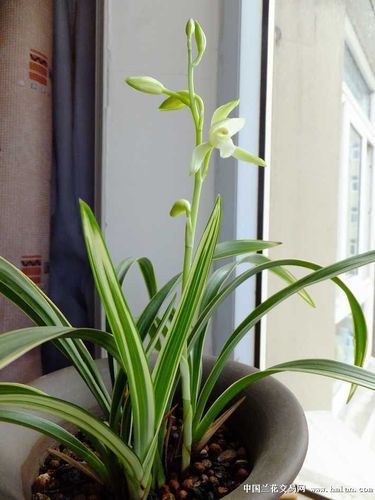 花雅叶美的峨眉雪-建兰篇-中国兰花交易网社区
