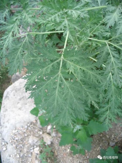 大籽蒿 artemisia sieversiana