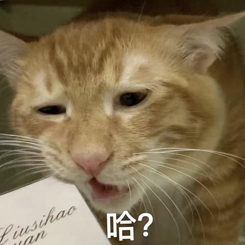 想看看大家猫咪的表情包