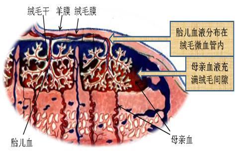 综述,胎盘内有母体和胎儿两套血液循环途径,由胎盘屏障阻隔分开,胎儿