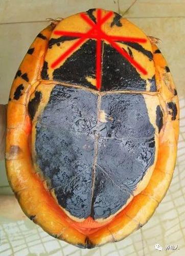 图文并茂教你四看识别金钱龟(三线闭壳龟,断板龟,红边