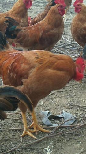 卖鸡了,散养三黄鸡
