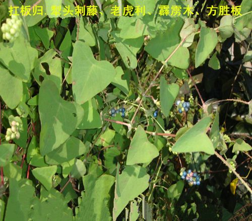 新鲜野生草药扛板归 .犁头刺藤 老虎利 霹雳木 倒金钩