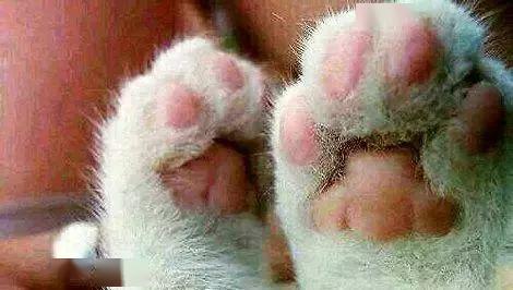 猫爪和狗爪印有区别吗?怎么区分?