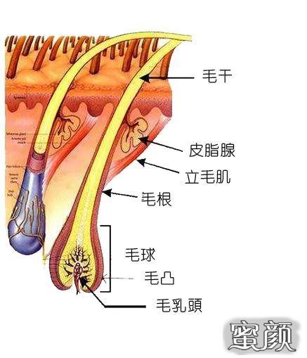 毛发结构图配有先進的全程冷卻系統,利用激光破壞毛囊組織,以達到脫毛