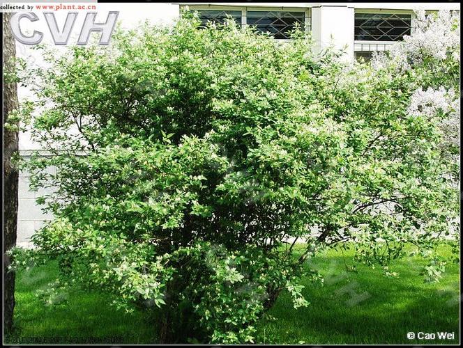 长白忍冬lonicera ruprechtiana regel