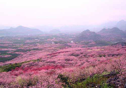 03城市 03深圳 03 好地方推荐:桂林恭城桃花