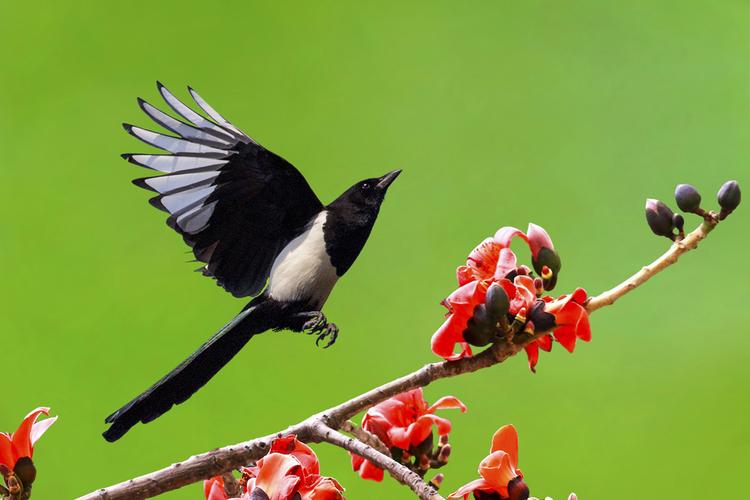 【北京喜鹊摄影图片】生态摄影_英雄无悔摄影博客_网