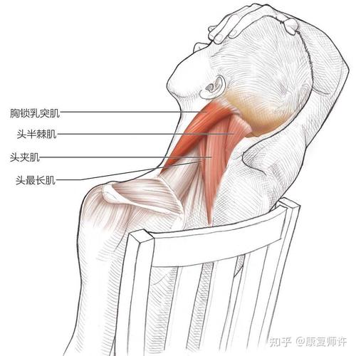 康复师许 的想法: 【颈屈肌和旋转拉伸】 拉伸步骤: 1.舒适… - 知乎