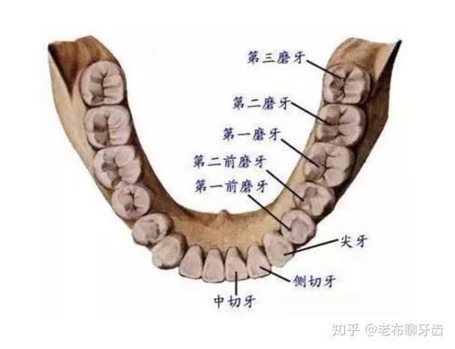 22岁拔第二磨牙怎么说?