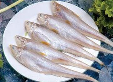 凤尾鱼什么时候下崽