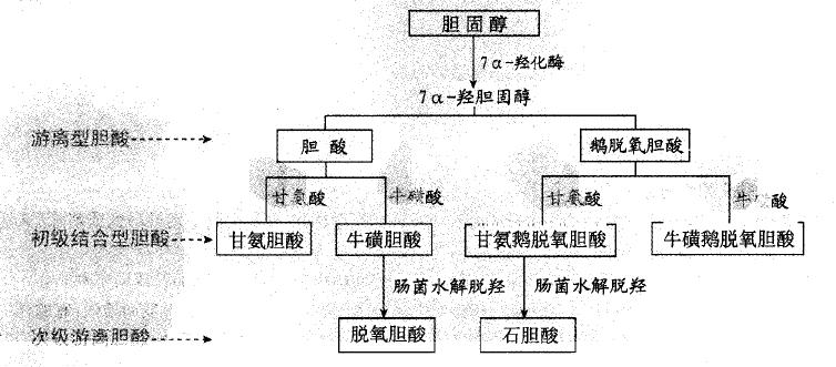 酸是胆汁的重要成分,在 a target="_blank" href="/item/脂肪代谢