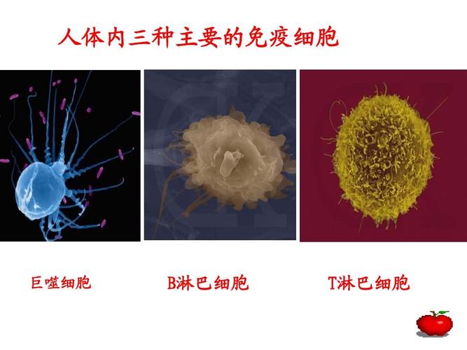 人体内三种主要的免疫细胞 巨噬细胞 b淋巴细胞 t淋巴细胞