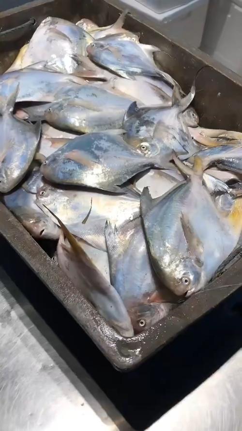 白鲳鱼_海鲜_鲳鱼_野生海鲜_美食_美食展示