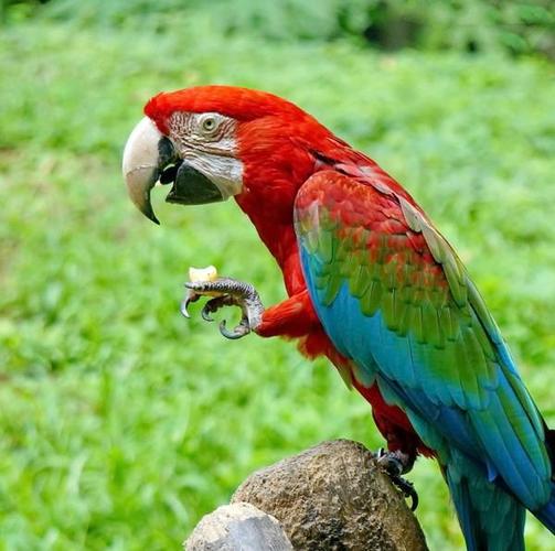 金刚鹦鹉可以私人养殖吗为什么