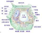 细胞结构图-中文百科在线图片查看