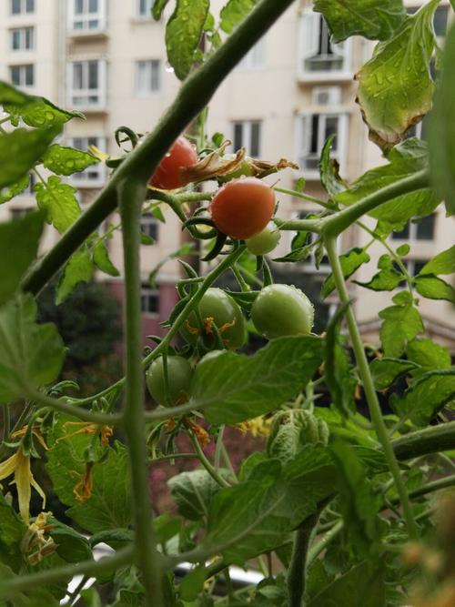 无意栽下的圣女果开花结果特赠诗一首