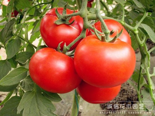 大番茄