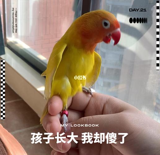 进来看鸟片(黄金丝牡丹鹦鹉)_鹦鹉_鸟_宠物_宠物其他