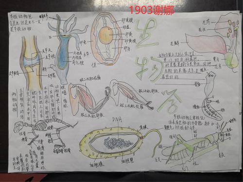 生物大观园---高坪中学1902,1903班生物手抄报作品展示
