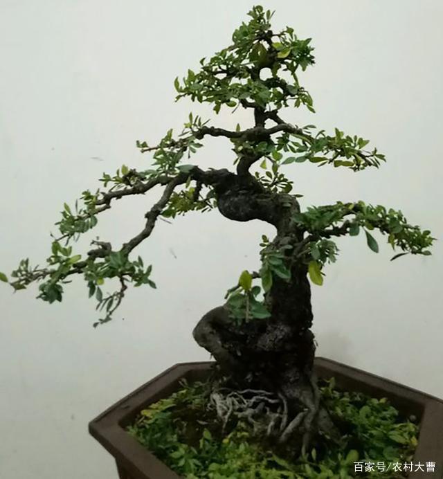 移栽小叶鼠李的管理重点,根系保护只是一个方面,成活还有这3点