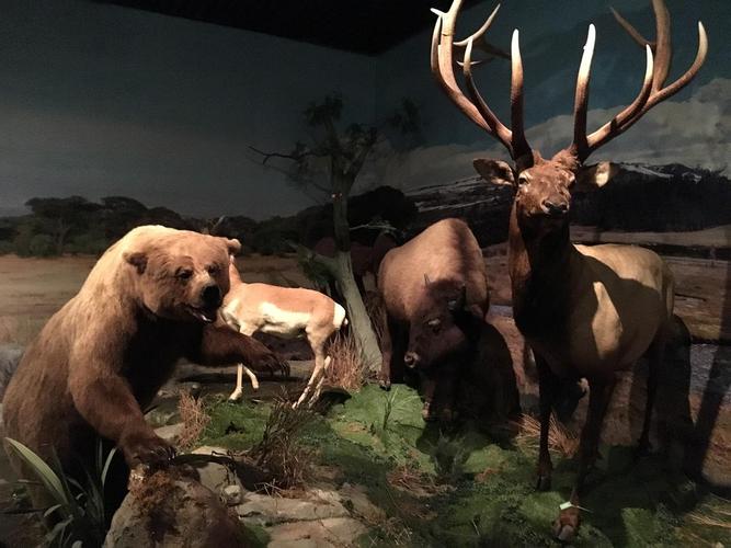 深圳看展|野生动物标本展