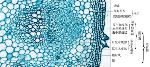 向日葵茎横切-示维管束 拷贝.jpg