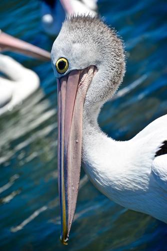 大嘴鸟炫技秒变小嘴!让你大呼过瘾的高清澳洲鹈鹕大头