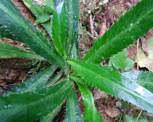 杂草,野草,香菜,锯子,野香菜